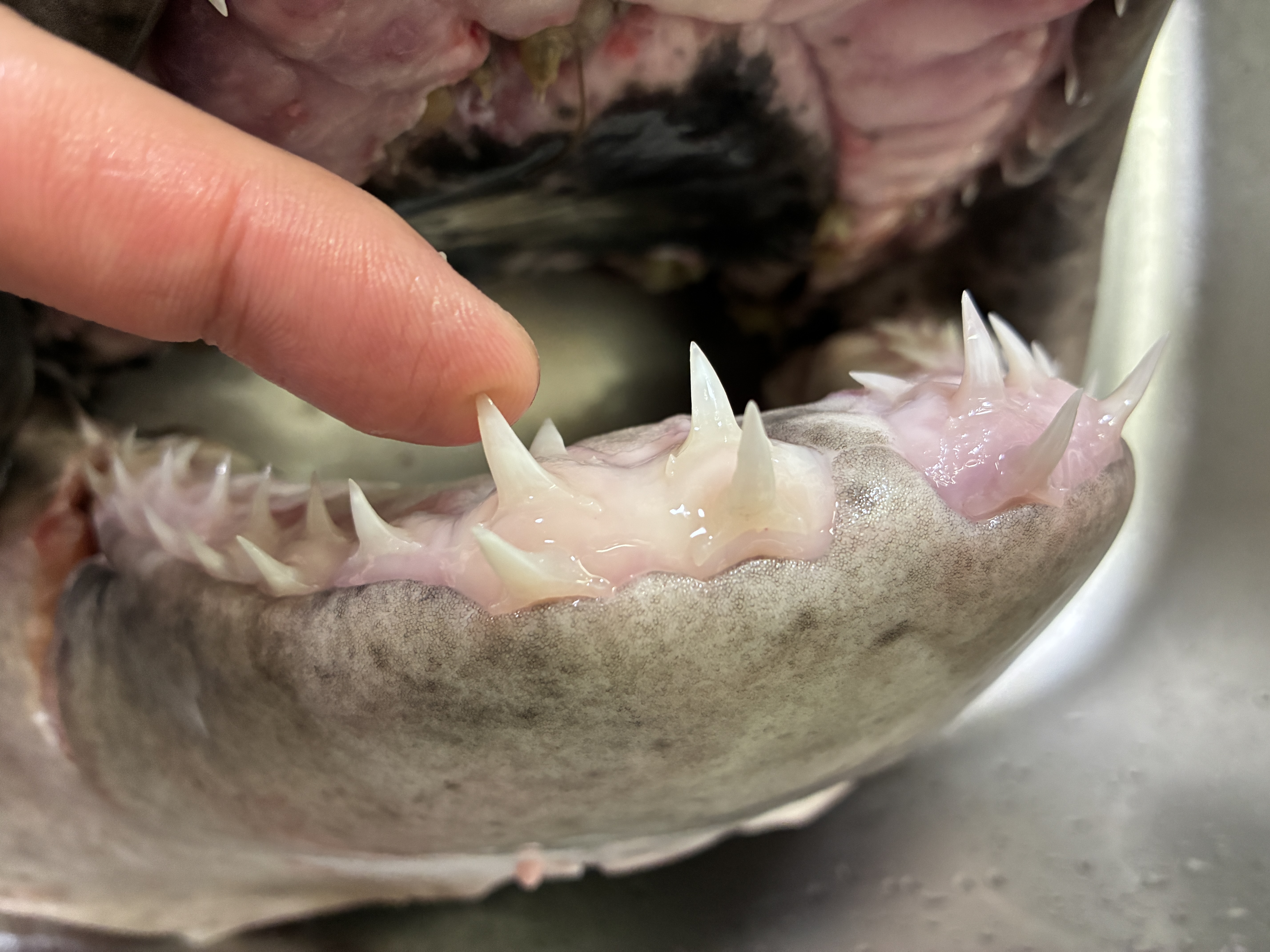 サメの歯を標本にしたい 初心者編 サメの口に歯は何本あるの？？ | 魚 