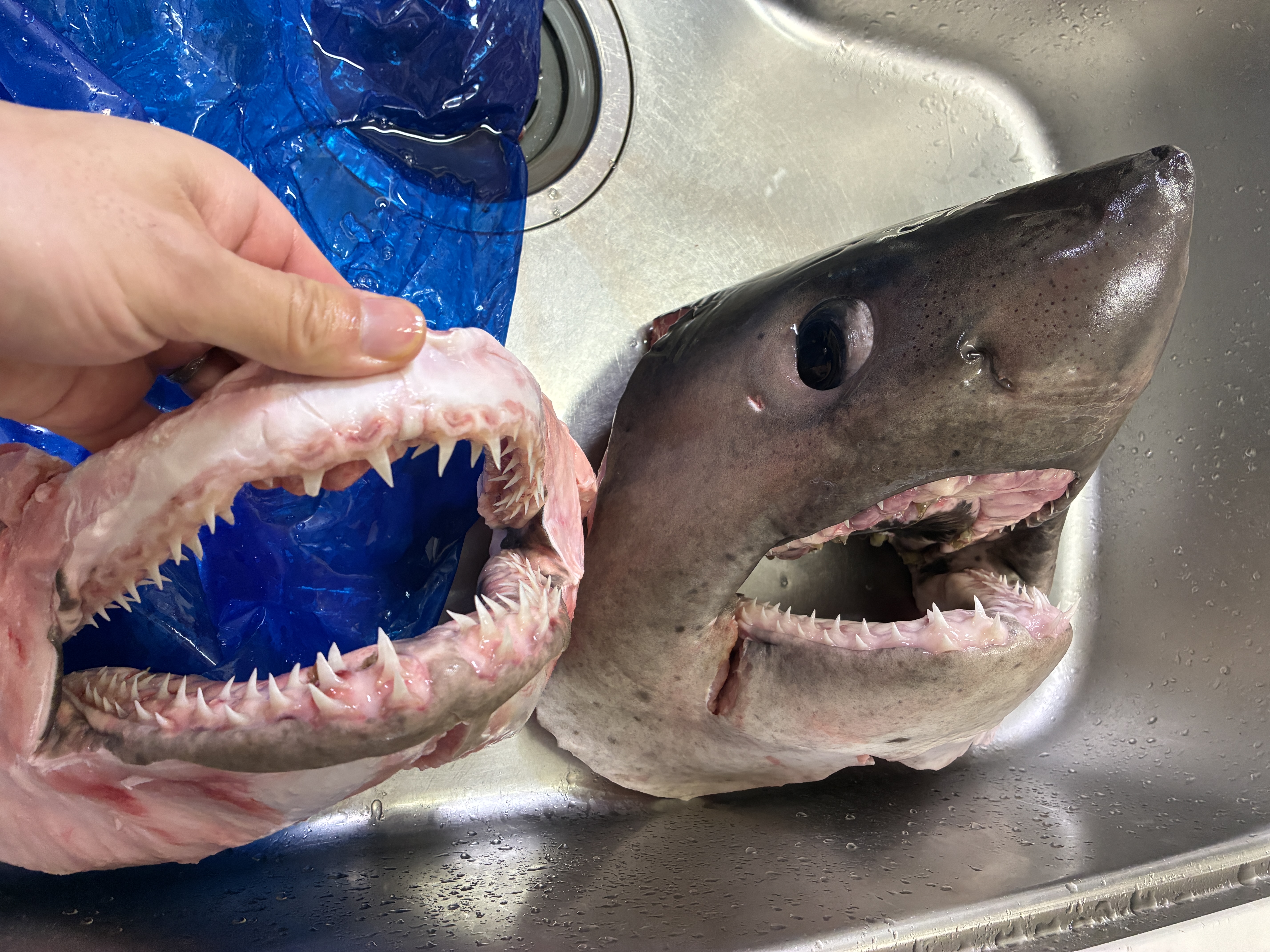 サメ の 歯