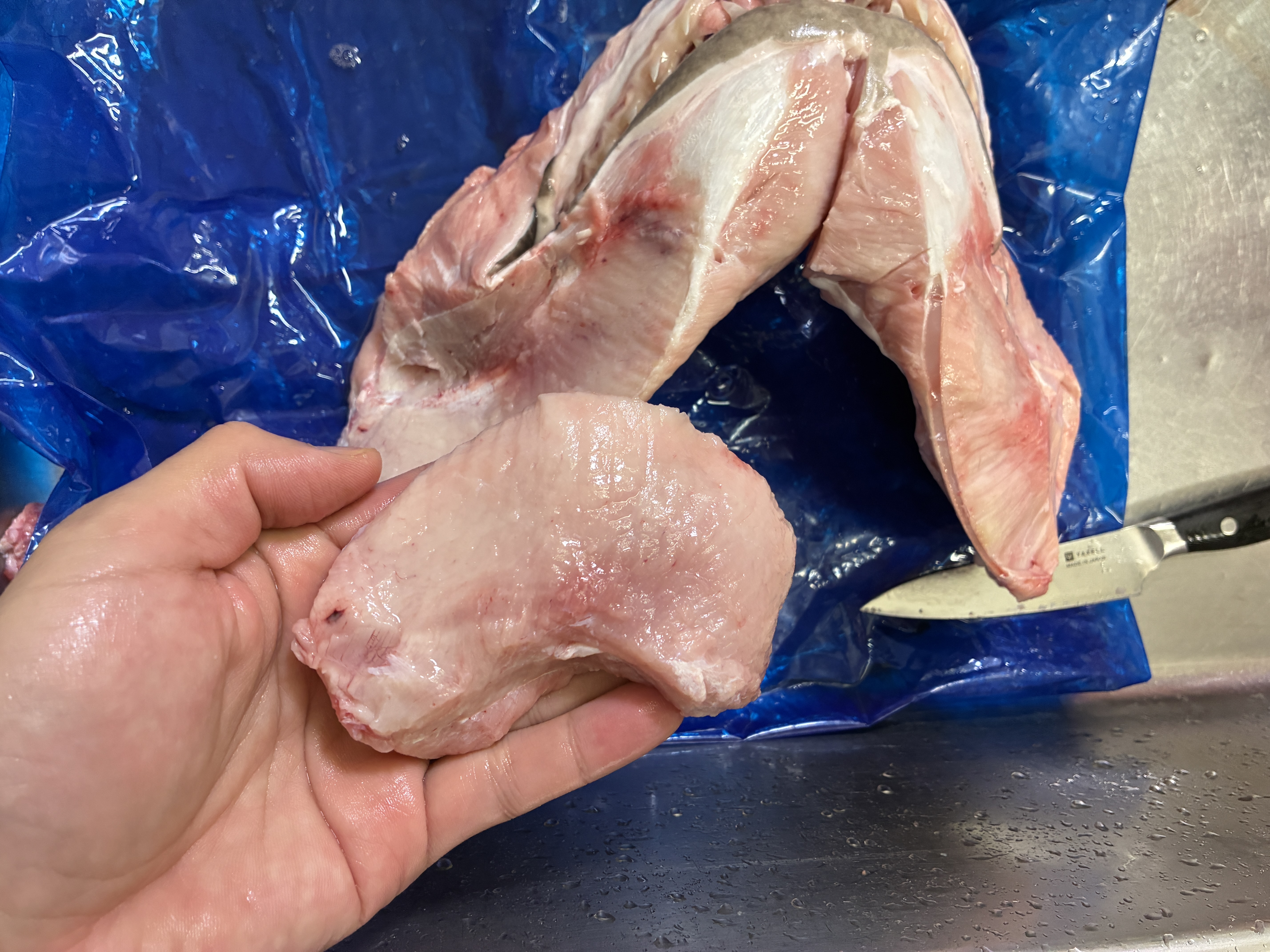 サメのアゴ標本を作りたい 中級者編 60分コース | 魚食普及推進 