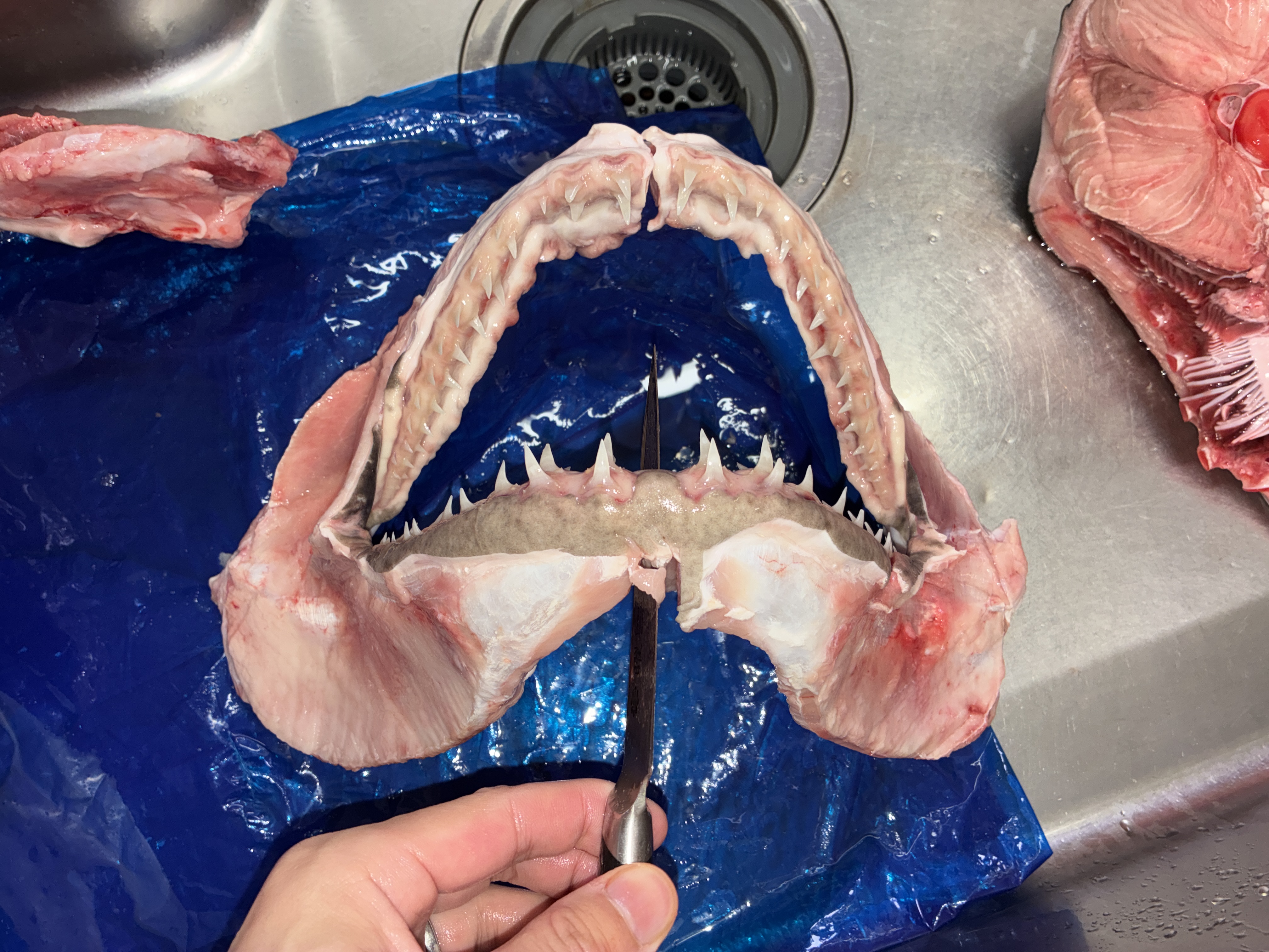 サメのアゴ標本を作りたい 中級者編 60分コース | 魚食普及推進 