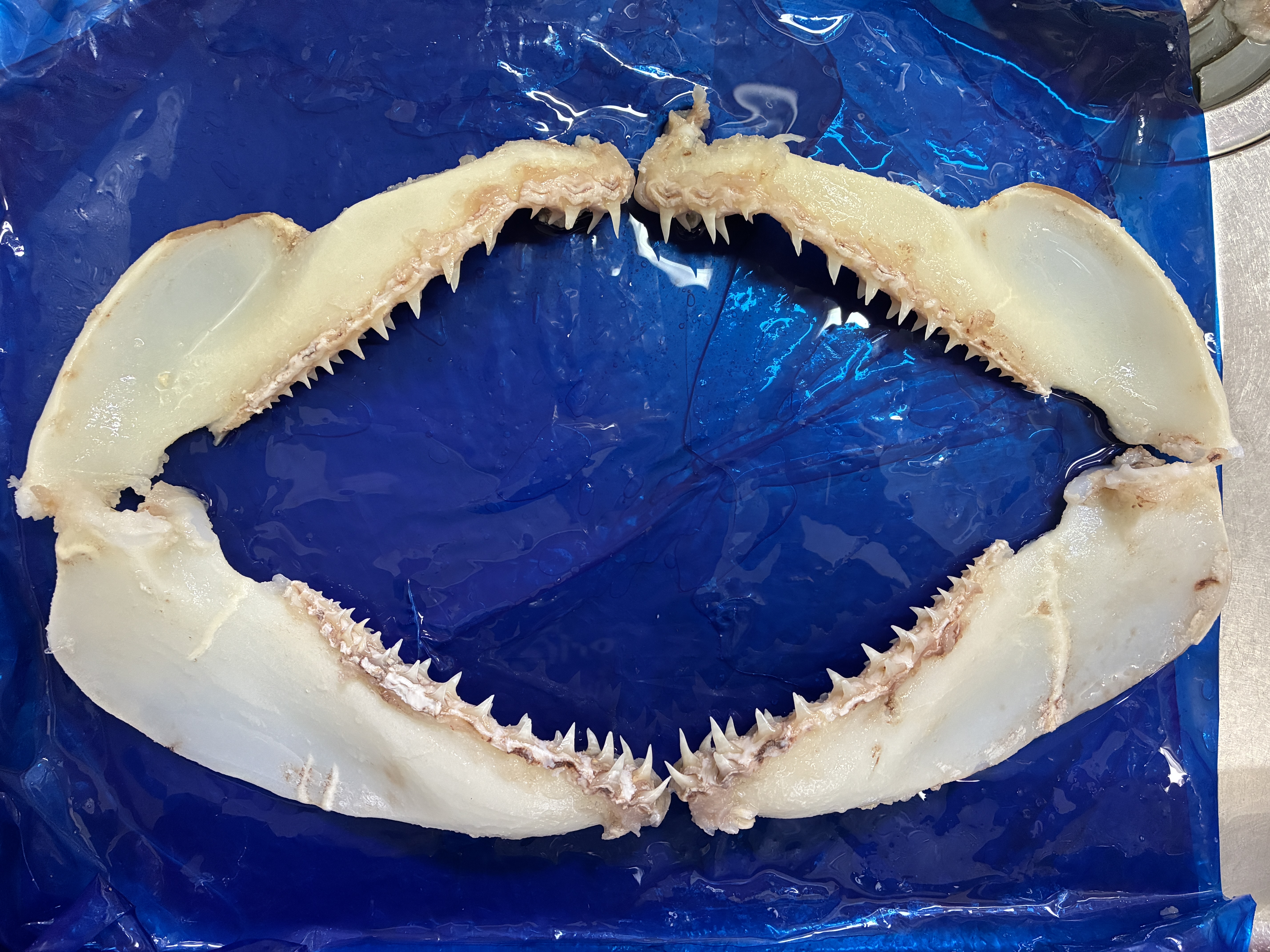 サメのアゴ標本を作りたい 中級者編 60分コース | 魚食普及推進 