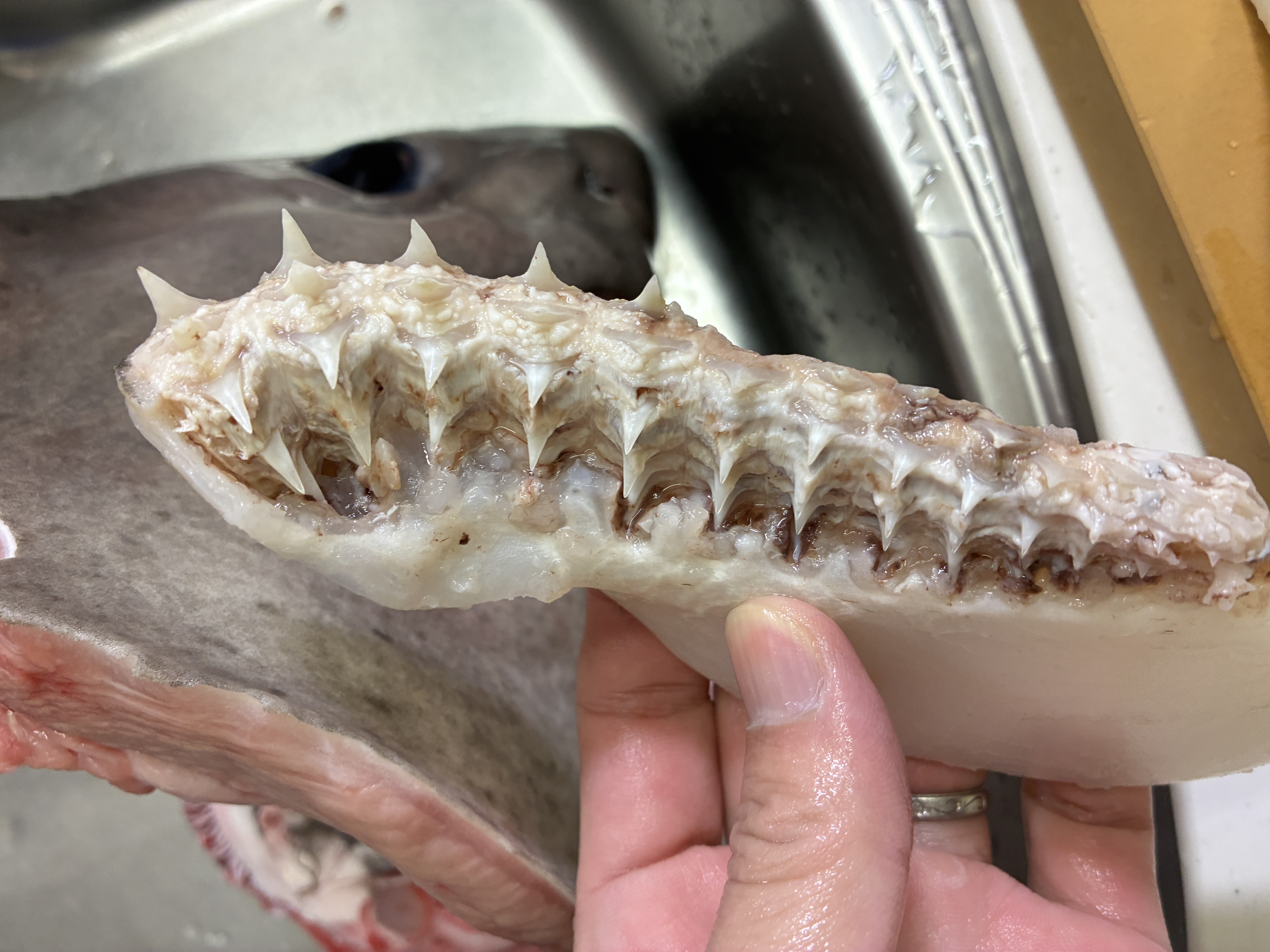 サメ の 歯